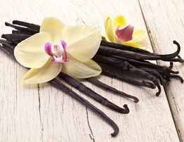 Black Vanilla Orchid